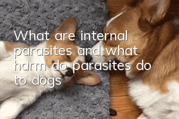 What are internal parasites and what harm do parasites do to dogs?