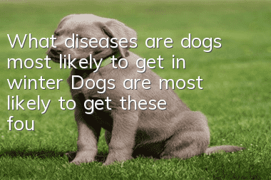 What diseases are dogs most likely to get in winter? Dogs are most likely to get these four diseases in winter
