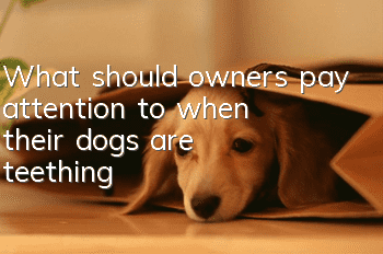What should owners pay attention to when their dogs are teething?