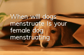 When will dogs menstruate? Is your female dog menstruating?