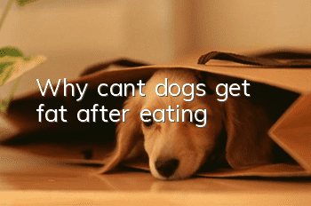 Why can’t dogs get fat after eating?