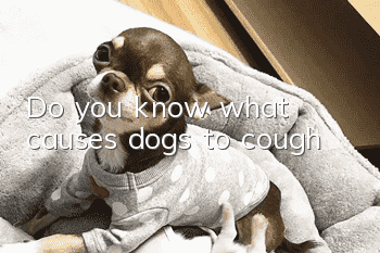 Do you know what causes dogs to cough?