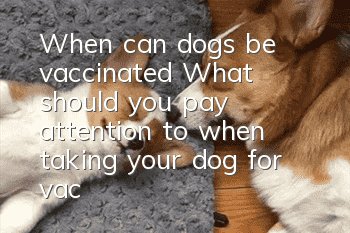 When can dogs be vaccinated? What should you pay attention to when taking your dog for vaccination?
