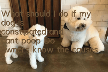 What should I do if my dog ​​is constipated and can’t poop? Do owners know the causes and solutions of dog constipation?