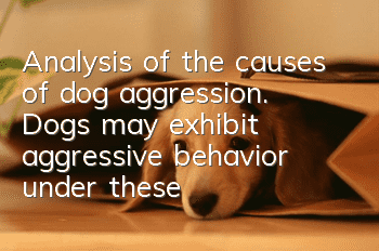 Analysis of the causes of dog aggression. Dogs may exhibit aggressive behavior under these circumstances.