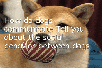 How do dogs communicate? Tell you about the social behavior between dogs