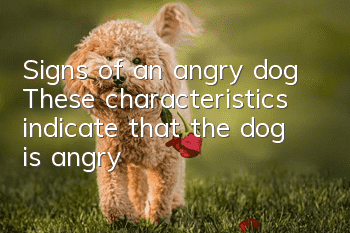Signs of an angry dog: These characteristics indicate that the dog is angry