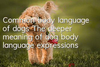 Common body language of dogs The deeper meaning of dog body language expressions