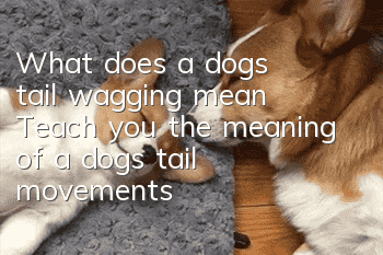 What does a dog's tail wagging mean? Teach you the meaning of a dog's tail movements
