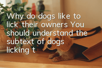Why do dogs like to lick their owners? You should understand the subtext of dogs licking their owners.