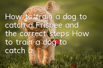How to train a dog to catch a Frisbee and the correct steps How to train a dog to catch a Frisbee