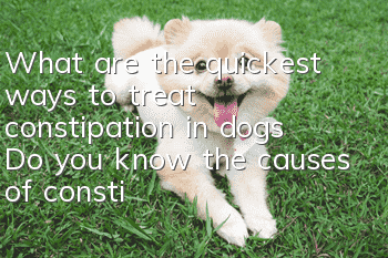 What are the quickest ways to treat constipation in dogs? Do you know the causes of constipation in dogs?
