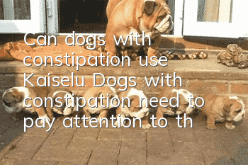 Can dogs with constipation use Kaiselu? Dogs with constipation need to pay attention to the following points!