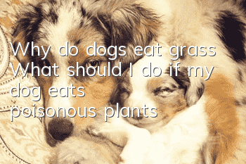Why do dogs eat grass? What should I do if my dog ​​eats poisonous plants?