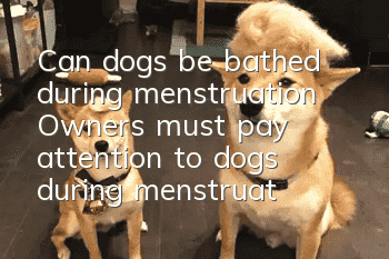 Can dogs be bathed during menstruation? Owners must pay attention to dogs during menstruation!