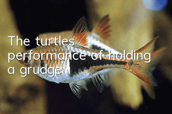 The turtle's performance of holding a grudge