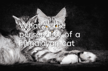 What is the personality of a Himalayan cat?