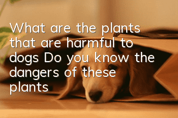 What are the plants that are harmful to dogs? Do you know the dangers of these plants?