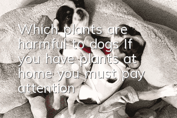 Which plants are harmful to dogs? If you have plants at home, you must pay attention