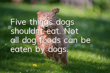 Five things dogs shouldn’t eat. Not all dog foods can be eaten by dogs.