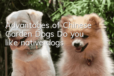 Advantages of Chinese Garden Dogs Do you like native dogs?
