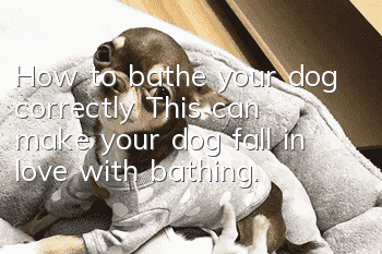 How to bathe your dog correctly? This can make your dog fall in love with bathing.