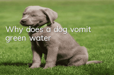 Why does a dog vomit green water?