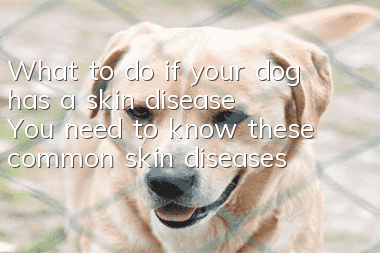 What to do if your dog has a skin disease? You need to know these common skin diseases