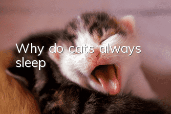 Why do cats always sleep?