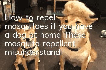 How to repel mosquitoes if you have a dog at home? These mosquito repellent misunderstandings may kill your dog