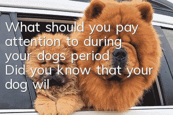 What should you pay attention to during your dog’s period? Did you know that your dog will have its period?
