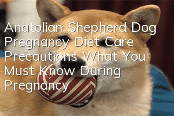 Anatolian Shepherd Dog Pregnancy Diet Care Precautions What You Must Know During Pregnancy!