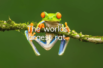 The world's largest rat
