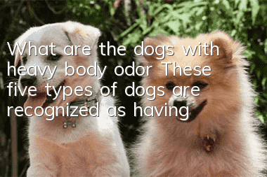 What are the dogs with heavy body odor? These five types of dogs are recognized as having heavy body odor.