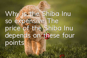 Why is the Shiba Inu so expensive? The price of the Shiba Inu depends on these four points