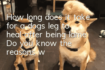 How long does it take for a dog’s leg to heal after being lame? Do you know the reasons why a dog’s leg is lame?