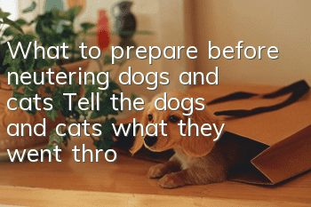 What to prepare before neutering dogs and cats? Tell the dogs and cats what they went through on the operating bed.