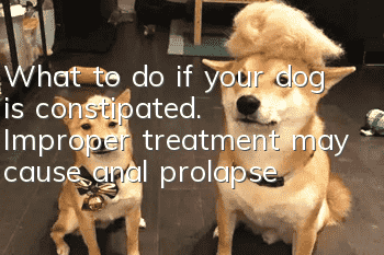 What to do if your dog is constipated. Improper treatment may cause anal prolapse