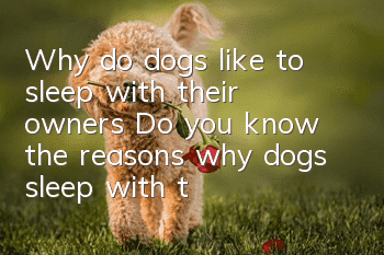 Why do dogs like to sleep with their owners? Do you know the reasons why dogs sleep with their owners?