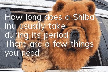 How long does a Shiba Inu usually take during its period? There are a few things you need to pay attention to during the Shiba Inu period!
