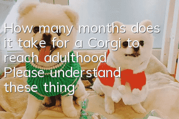 How many months does it take for a Corgi to reach adulthood? Please understand these things first when raising a Corgi
