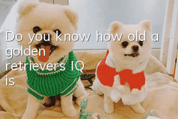 Do you know how old a golden retriever's IQ is?
