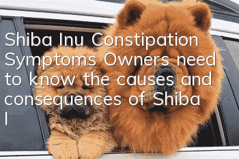 Shiba Inu Constipation Symptoms Owners need to know the causes and consequences of Shiba Inu constipation!