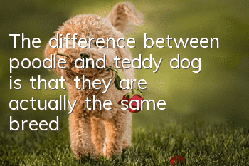 The difference between poodle and teddy dog ​​is that they are actually the same breed