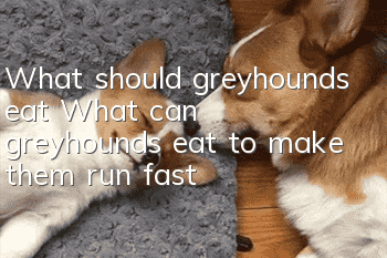 What should greyhounds eat? What can greyhounds eat to make them run fast?