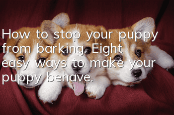 How to stop your puppy from barking. Eight easy ways to make your puppy behave.