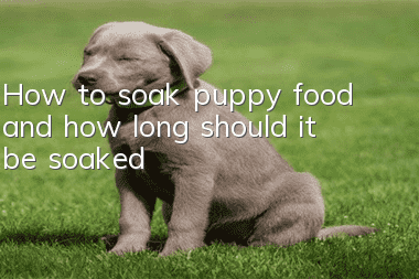 How to soak puppy food and how long should it be soaked