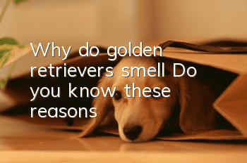 Why do golden retrievers smell? Do you know these reasons?
