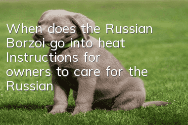When does the Russian Borzoi go into heat? Instructions for owners to care for the Russian Wolfhound during the period of heat