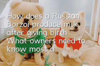 How does a Russian Borzoi produce milk after giving birth? What owners need to know most about how to produce milk after giving birth!